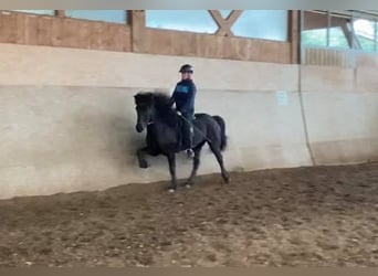 Islandpferd, Wallach, 10 Jahre, 147 cm, Rappe