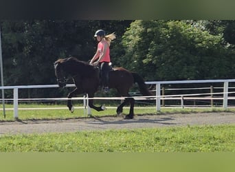 Islandpferd, Wallach, 10 Jahre, 147 cm, Rappe