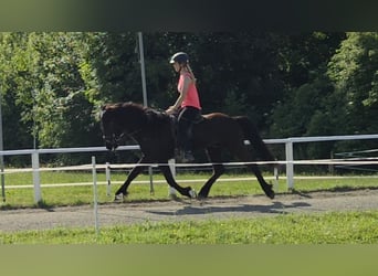 Islandpferd, Wallach, 10 Jahre, 147 cm, Rappe