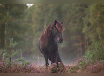 Islandpferd, Wallach, 10 Jahre, 147 cm, Rappe