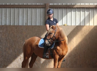 Islandpferd, Wallach, 10 Jahre, 148 cm, Fuchs
