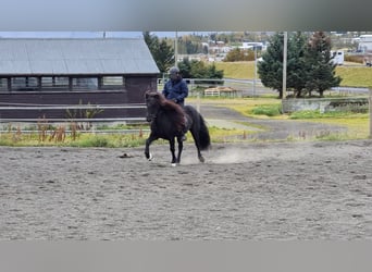 Islandpferd, Wallach, 10 Jahre, 148 cm, Schwarzbrauner