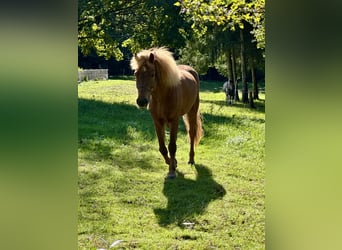 Islandpferd, Wallach, 10 Jahre, 150 cm, Fuchs