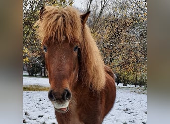 Islandpferd, Wallach, 10 Jahre, 150 cm, Fuchs