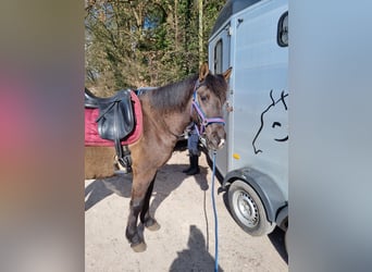 Islandpferd Mix, Wallach, 10 Jahre, 150 cm, Rappe