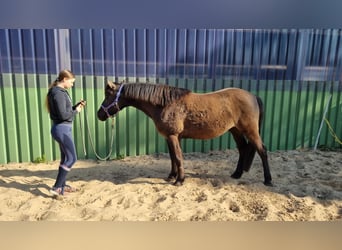 Islandpferd Mix, Wallach, 10 Jahre, 150 cm, Rappe