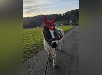 Islandpferd, Wallach, 10 Jahre