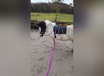 Islandpferd, Wallach, 10 Jahre