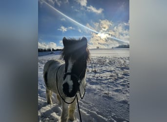 Islandpferd, Wallach, 10 Jahre