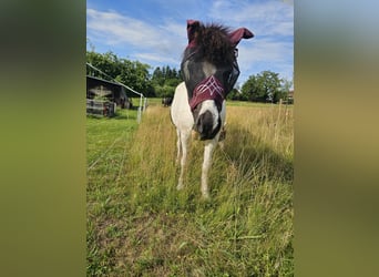 Islandpferd, Wallach, 10 Jahre