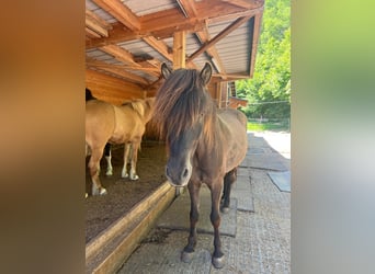 Islandpferd, Wallach, 10 Jahre