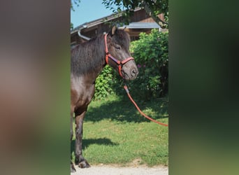 Islandpferd, Wallach, 10 Jahre, Rappe