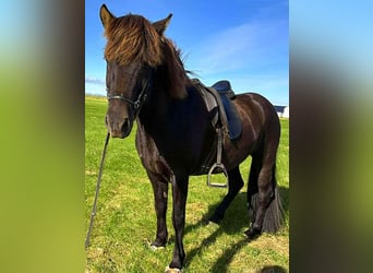 Islandpferd, Wallach, 10 Jahre, Rappe