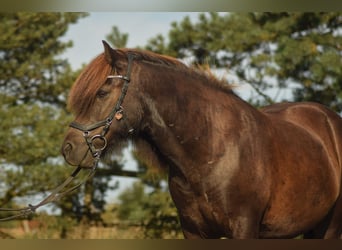 Islandpferd, Wallach, 11 Jahre, 135 cm, Dunkelbrauner