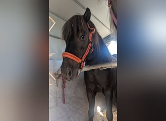 Islandpferd, Wallach, 11 Jahre, 135 cm, Rappe