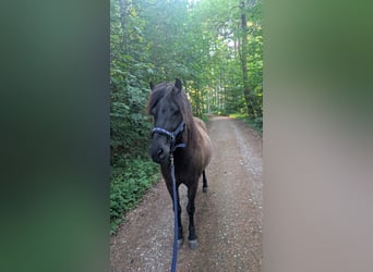 Islandpferd, Wallach, 11 Jahre, 135 cm, Rappe