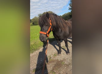 Islandpferd, Wallach, 11 Jahre, 135 cm, Rappe