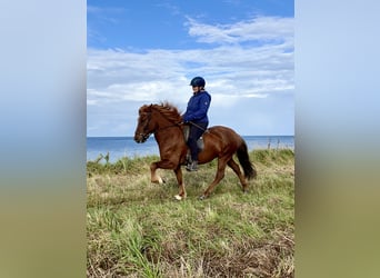 Islandpferd, Wallach, 11 Jahre, 137 cm, Dunkelfuchs Islandpferd, Wallach, 11 Jahre, 137 cm, Dunkelfuchs
