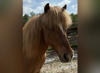 Islandpferd, Wallach, 11 Jahre, 137 cm, Fuchs