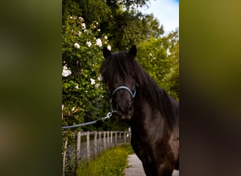 Islandpferd, Wallach, 11 Jahre, 137 cm, Rappe