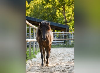Islandpferd, Wallach, 11 Jahre, 137 cm, Rappe