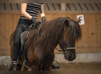 Islandpferd, Wallach, 11 Jahre, 137 cm, Rappe