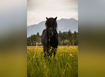 Islandpferd, Wallach, 11 Jahre, 137 cm, Rappe