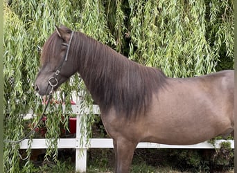 Islandpferd, Wallach, 11 Jahre, 137 cm, Rappe