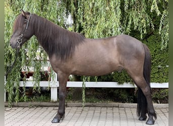 Islandpferd, Wallach, 11 Jahre, 137 cm, Rappe
