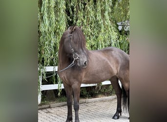 Islandpferd, Wallach, 11 Jahre, 137 cm, Rappe
