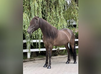 Islandpferd, Wallach, 11 Jahre, 137 cm, Rappe