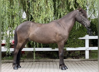 Islandpferd, Wallach, 11 Jahre, 137 cm, Rappe