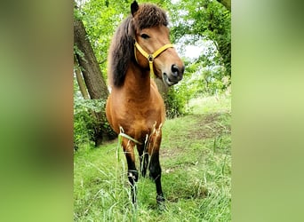 Islandpferd, Wallach, 11 Jahre, 138 cm, Brauner