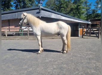 Islandpferd, Wallach, 11 Jahre, 138 cm, Schimmel