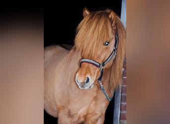 Islandpferd, Wallach, 11 Jahre, 139 cm, Falbe