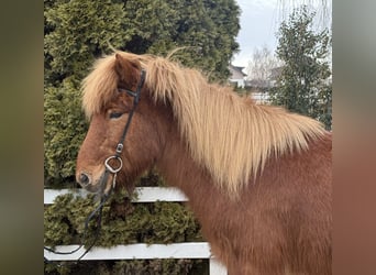 Islandpferd, Wallach, 11 Jahre, 139 cm, Fuchs