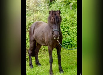 Islandpferd, Wallach, 11 Jahre, 139 cm, Rappe