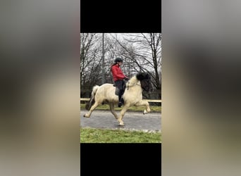 Islandpferd, Wallach, 11 Jahre, 139 cm, Schecke