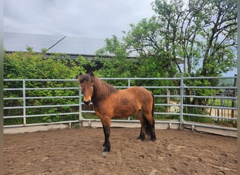 Islandpferd, Wallach, 11 Jahre, 140 cm, Brauner