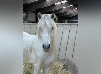 Islandpferd, Wallach, 11 Jahre, 140 cm