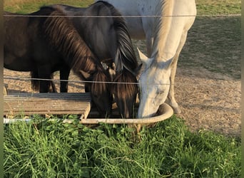 Islandpferd, Wallach, 11 Jahre, 140 cm, Rappe