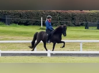 Islandpferd, Wallach, 11 Jahre, 140 cm, Rappe