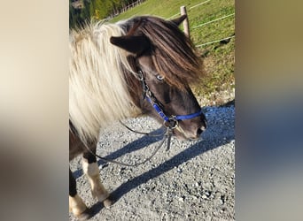 Islandpferd, Wallach, 11 Jahre, 140 cm, Schecke