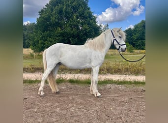 Islandpferd, Wallach, 11 Jahre, 140 cm, Schimmel