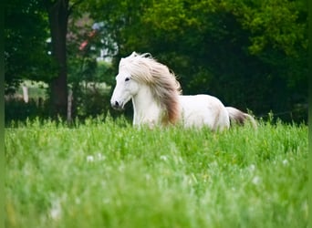 Islandpferd, Wallach, 11 Jahre, 140 cm, Schimmel