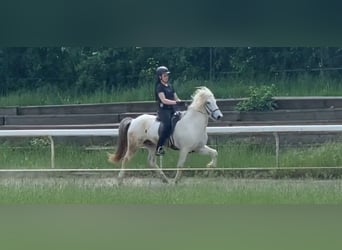 Islandpferd, Wallach, 11 Jahre, 140 cm, Schimmel