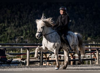 Islandpferd, Wallach, 11 Jahre, 141 cm, Rappschimmel