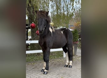 Islandpferd, Wallach, 11 Jahre, 141 cm, Schecke