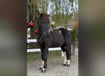 Islandpferd, Wallach, 11 Jahre, 141 cm, Schecke