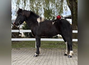 Islandpferd, Wallach, 11 Jahre, 141 cm, Schecke